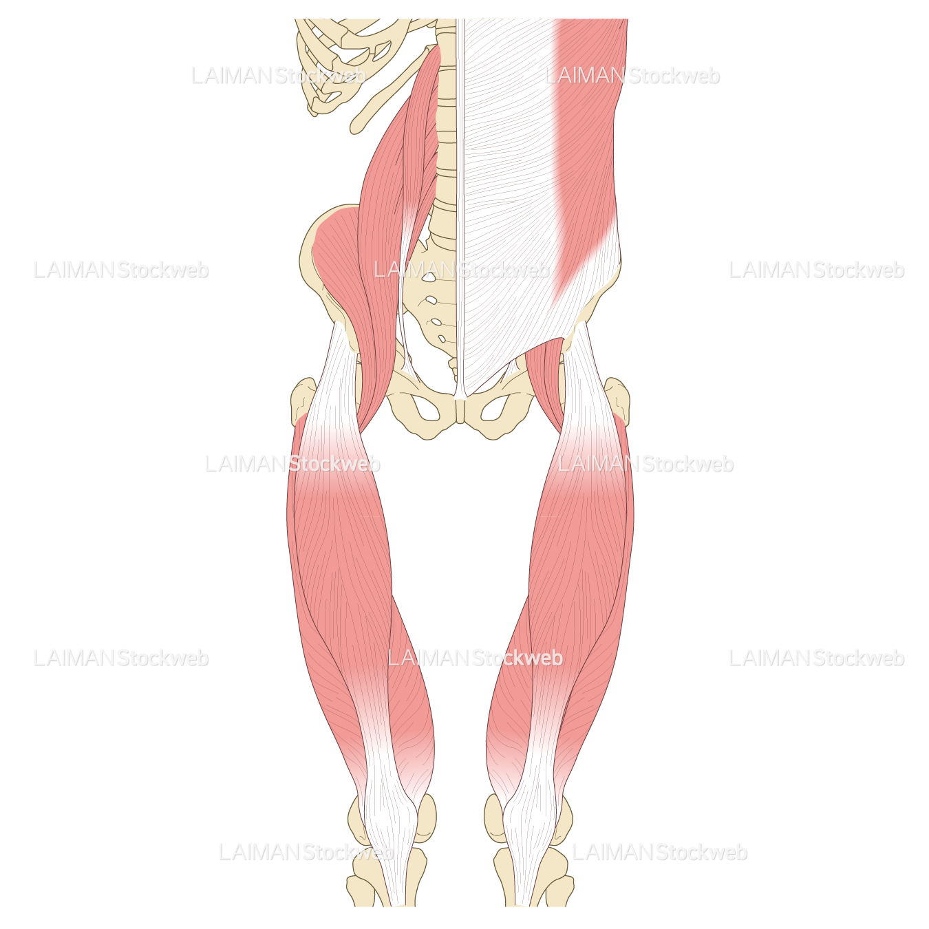 骨盤まわりの筋肉（前面）