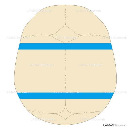 新生児頭部の計測時の部位