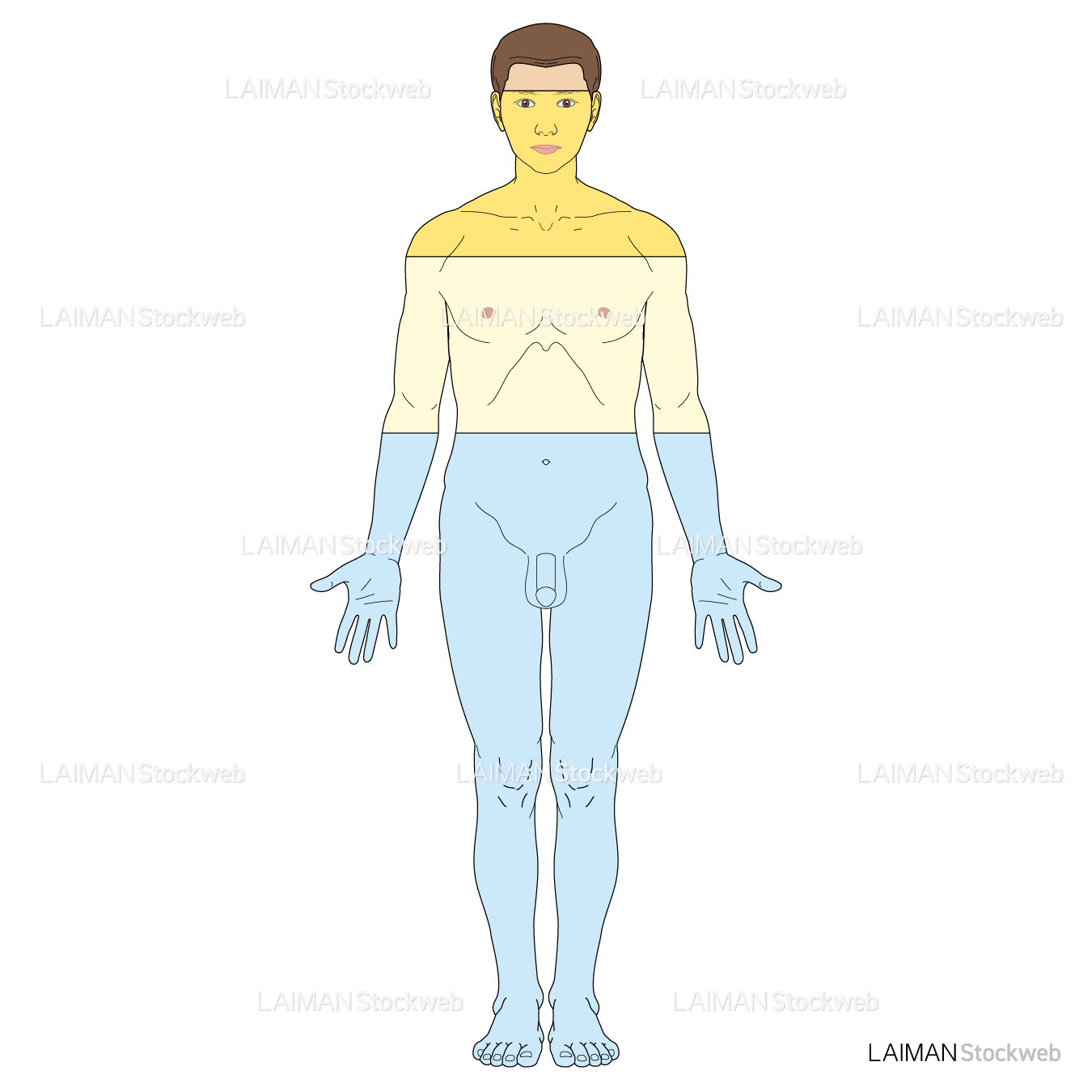 ヒトの構成物質と割合（男）