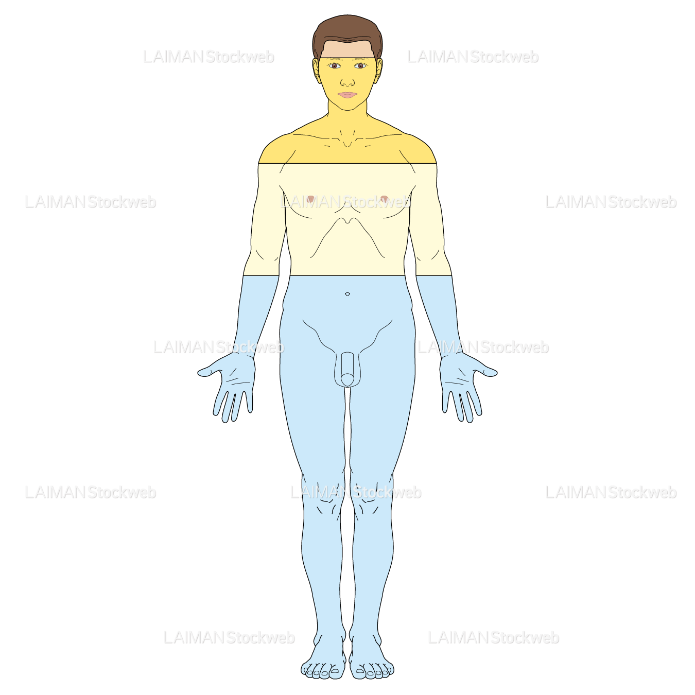 ヒトの構成物質と割合（男）