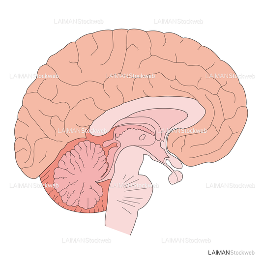 脳の正中矢状断