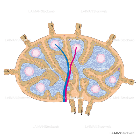 リンパ節の構造