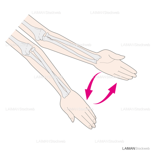 前腕の回外・回内