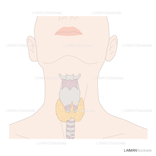 喉頭と甲状腺（女）