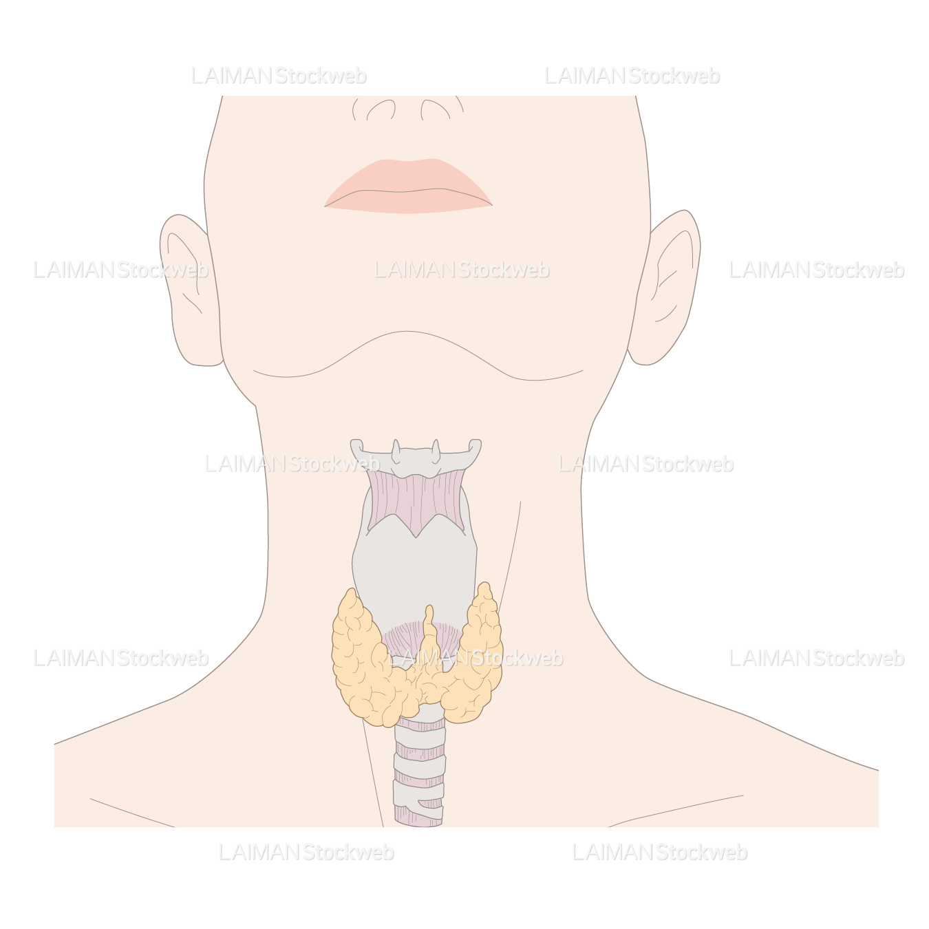 喉頭と甲状腺（女）