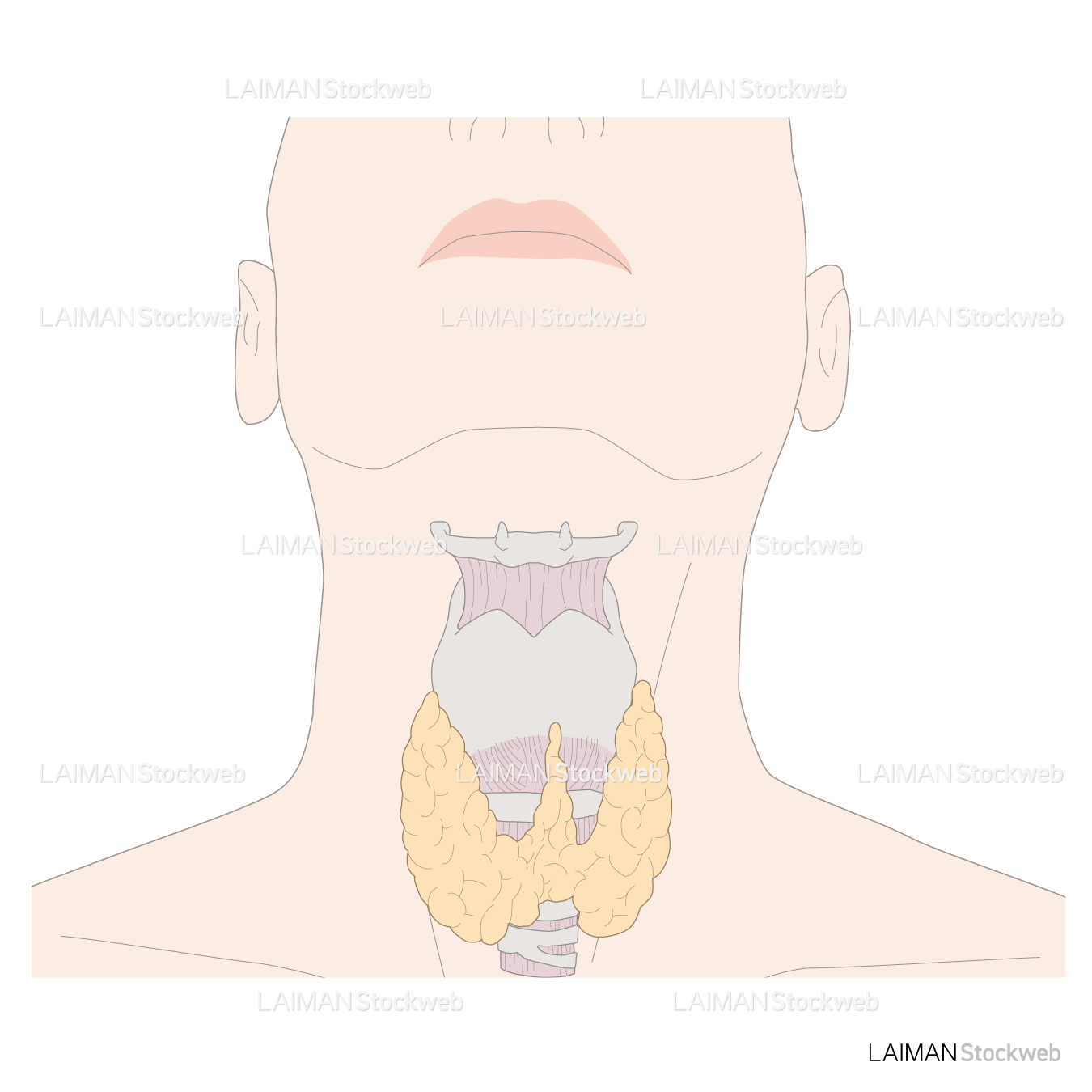 喉頭と甲状腺（男）