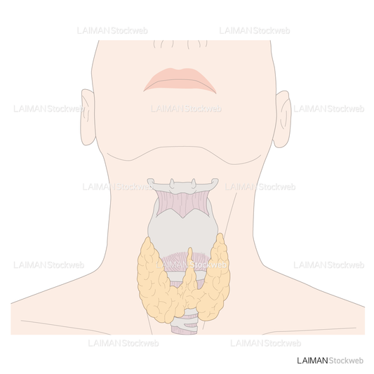 喉頭と甲状腺（男）