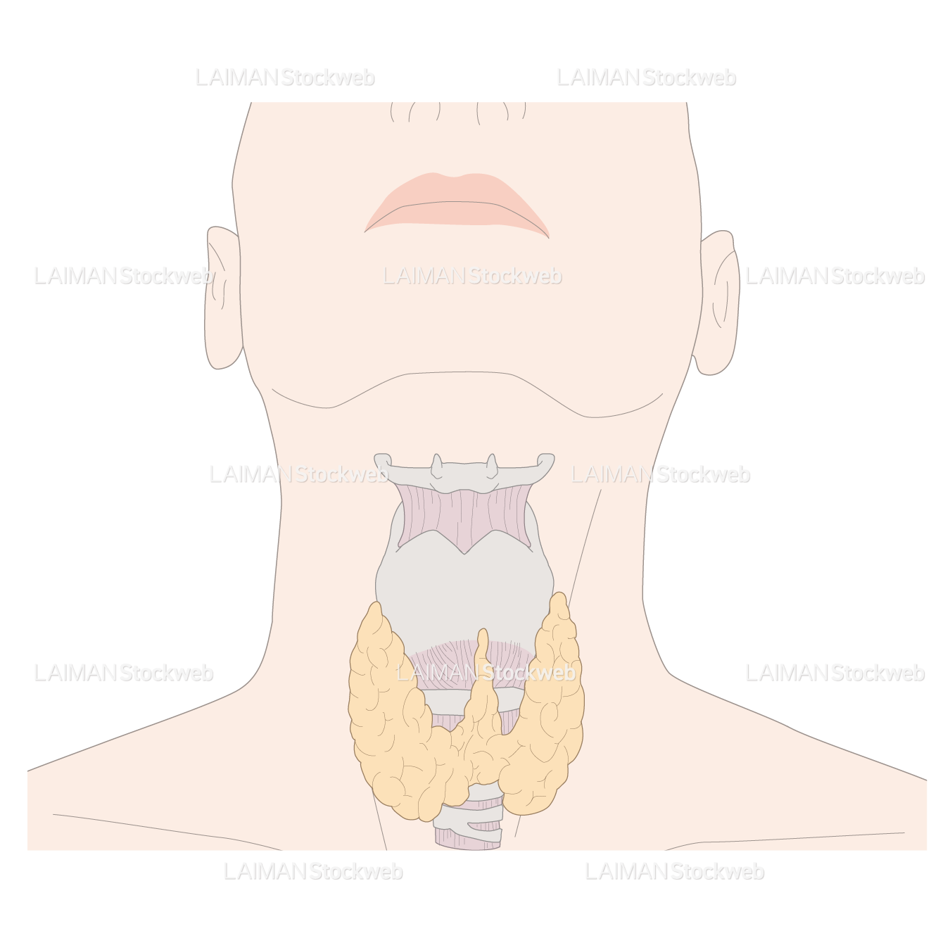 喉頭と甲状腺（男）