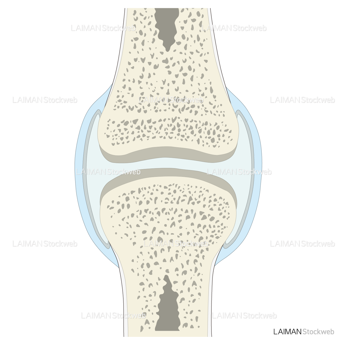 関節の断面
