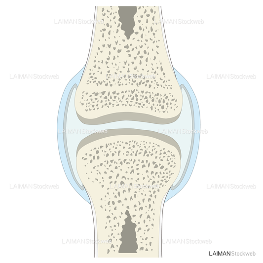 関節の断面