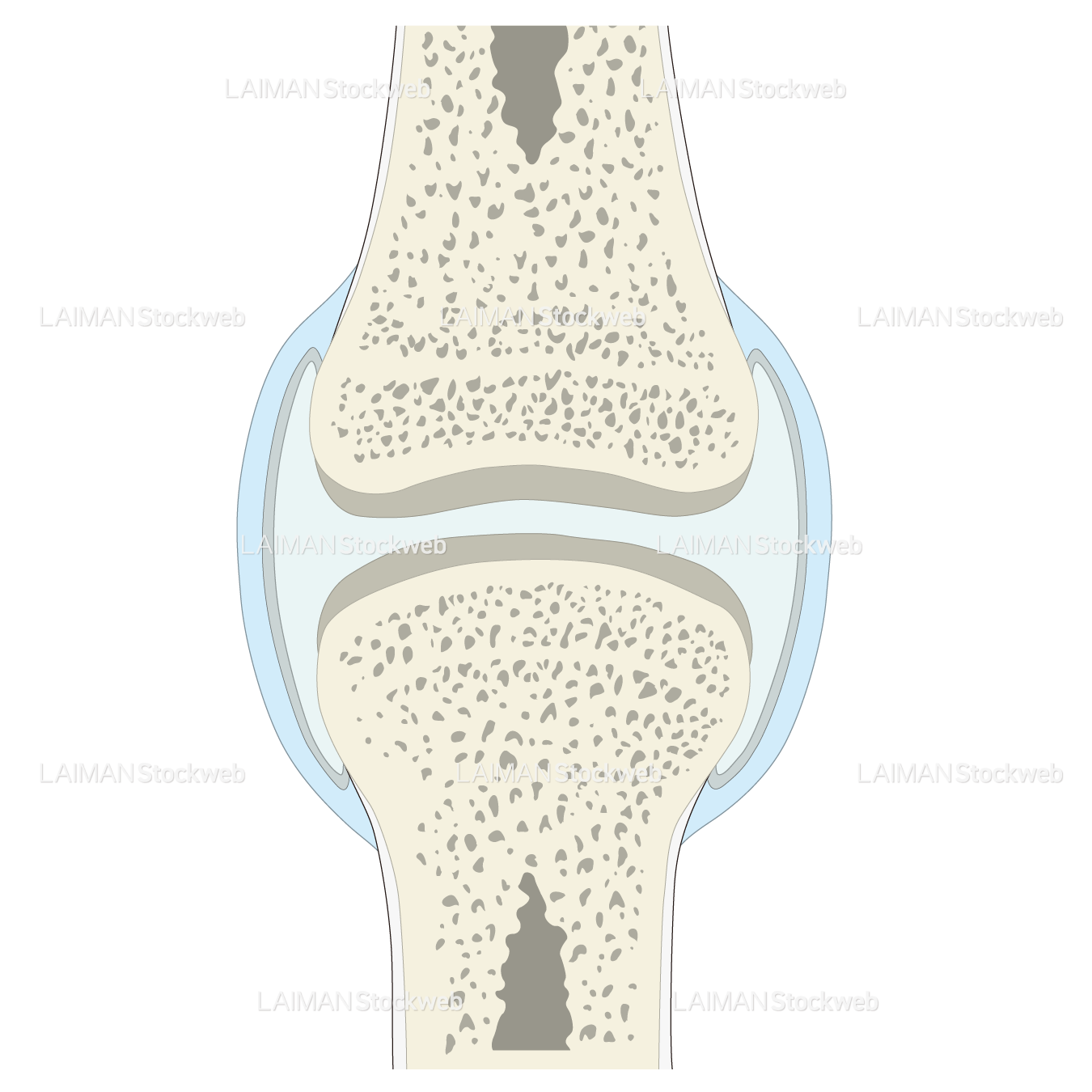 関節の断面