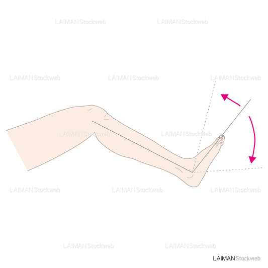 足関節の可動域