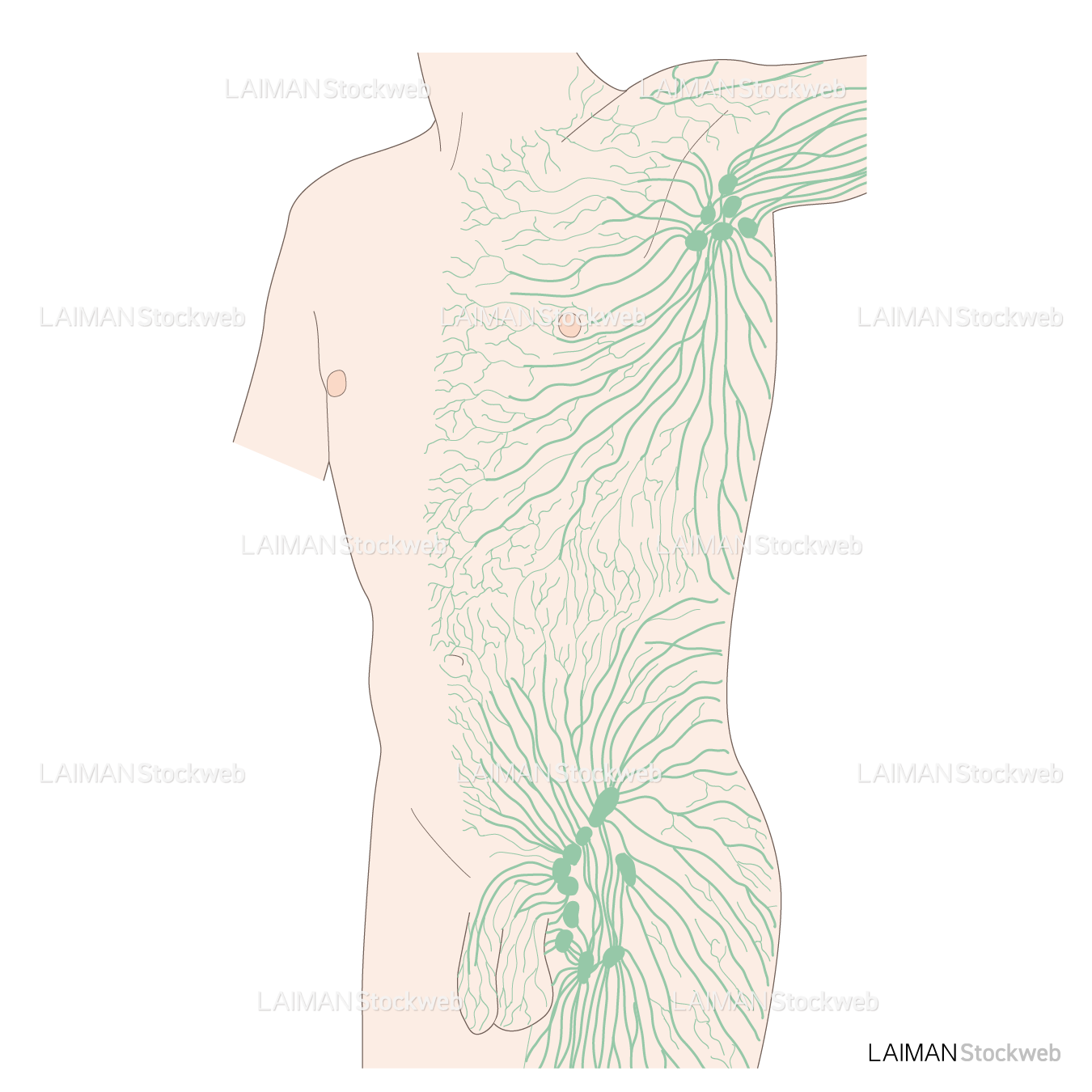 体表のリンパ管分布
