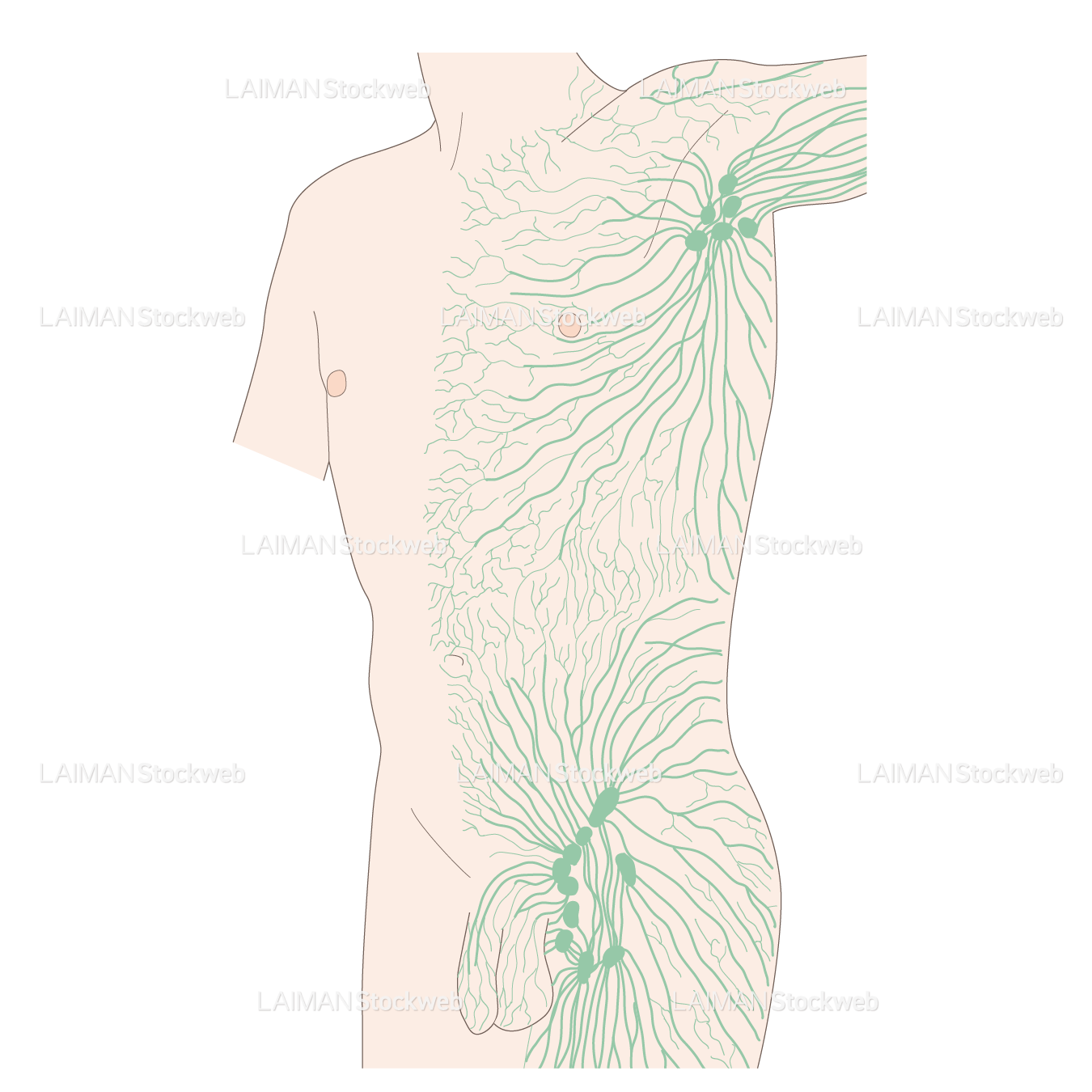 体表のリンパ管分布