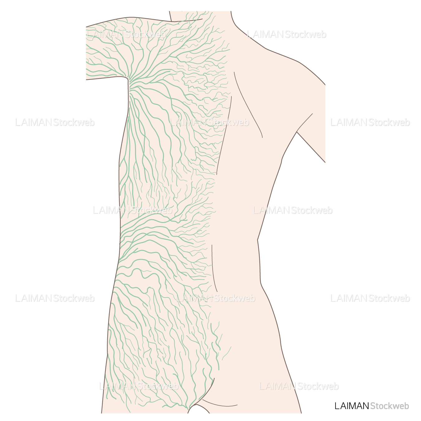 体表のリンパ管分布
