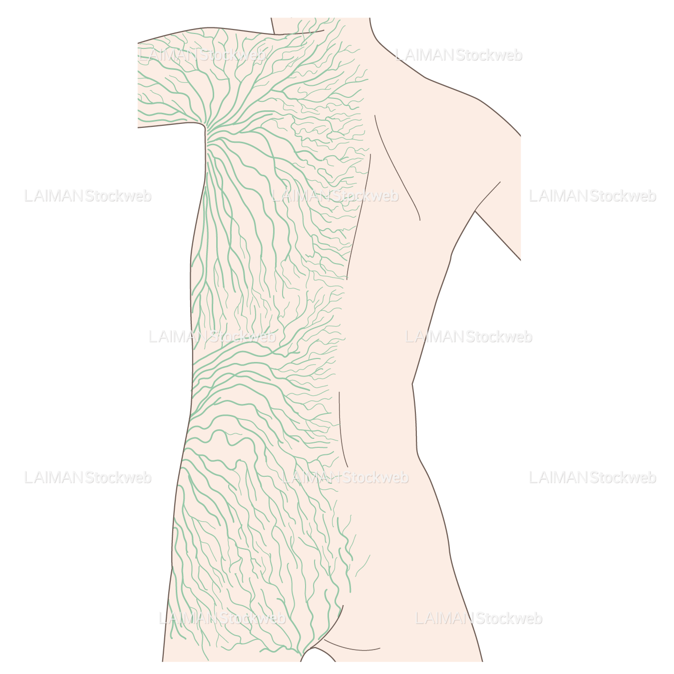 体表のリンパ管分布
