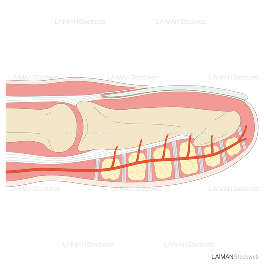 指の先端の解剖