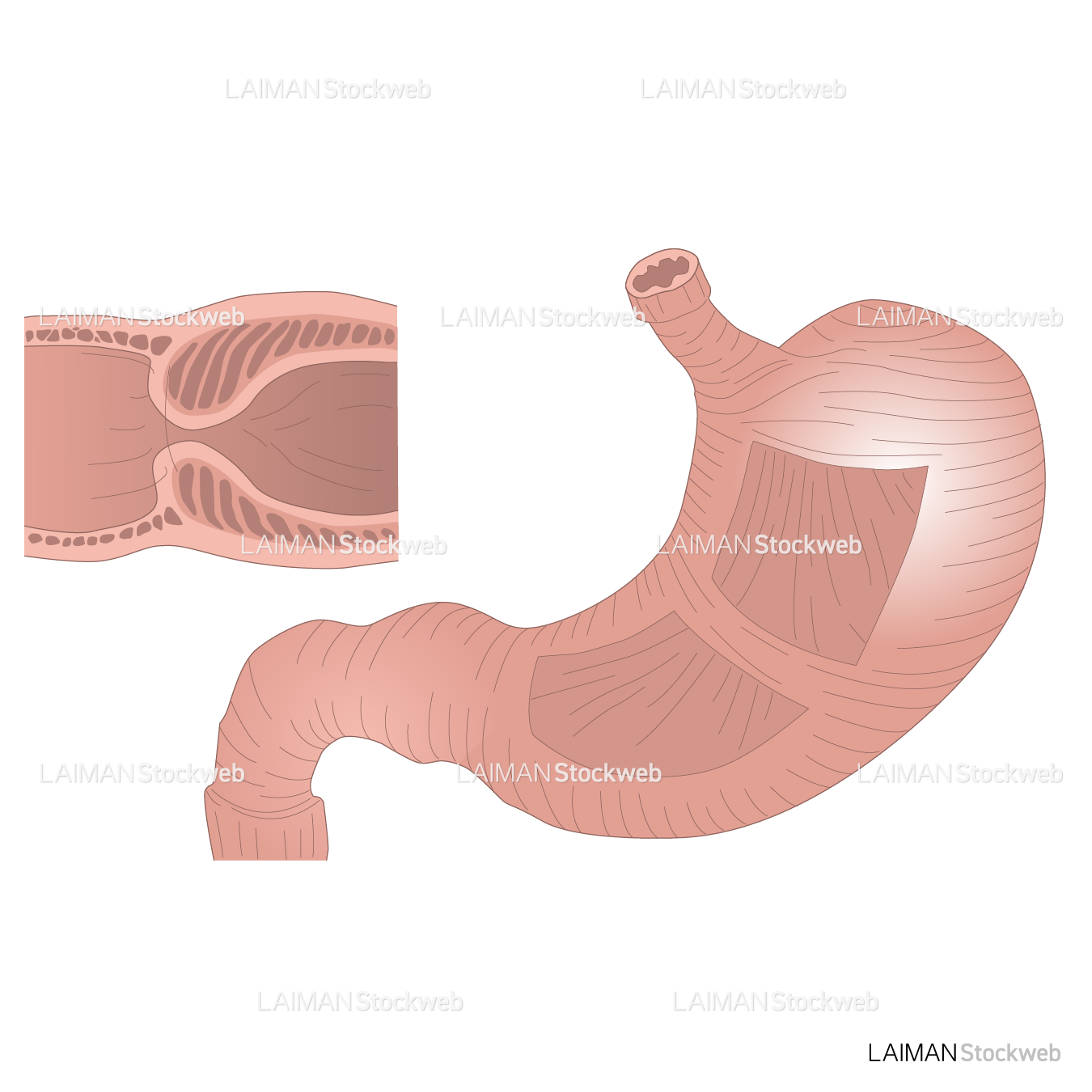 胃の筋層の構造