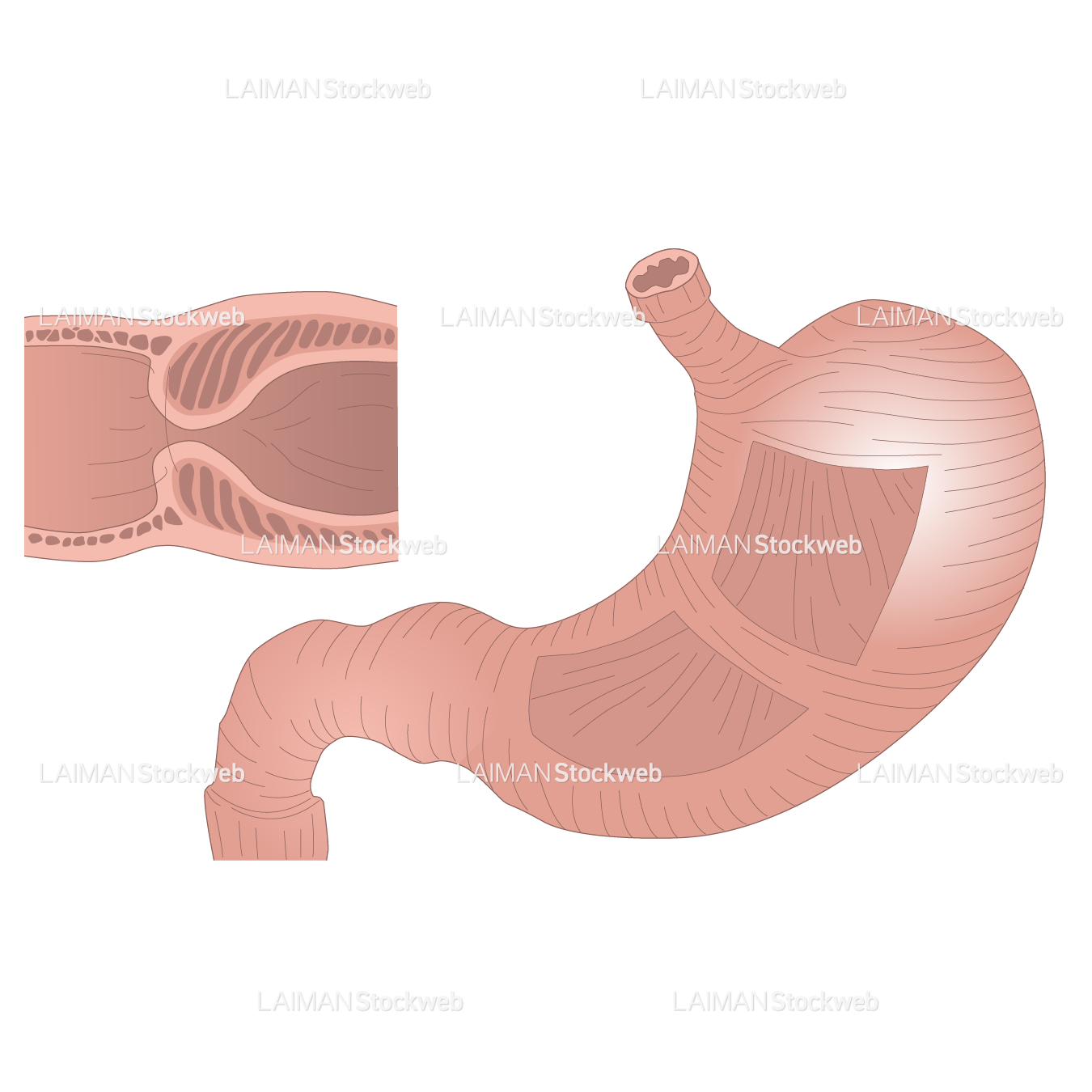 胃の筋層の構造