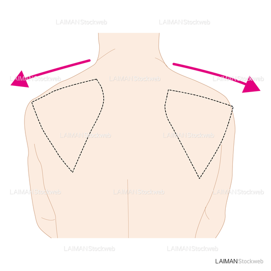 肩甲骨の運動（外転）