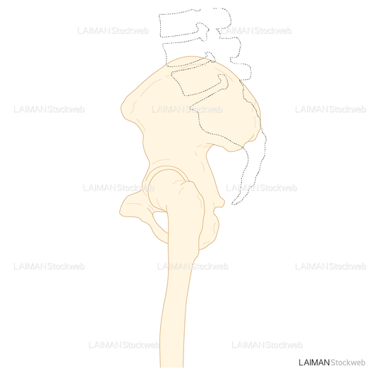 骨盤と股関節（側面）