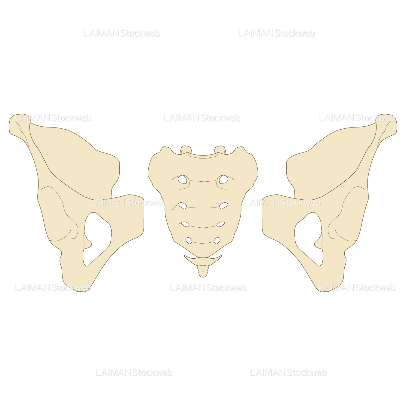 骨盤を形成する骨