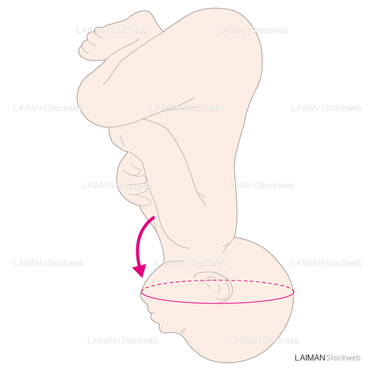 胎勢と通過面（反屈位・額位）