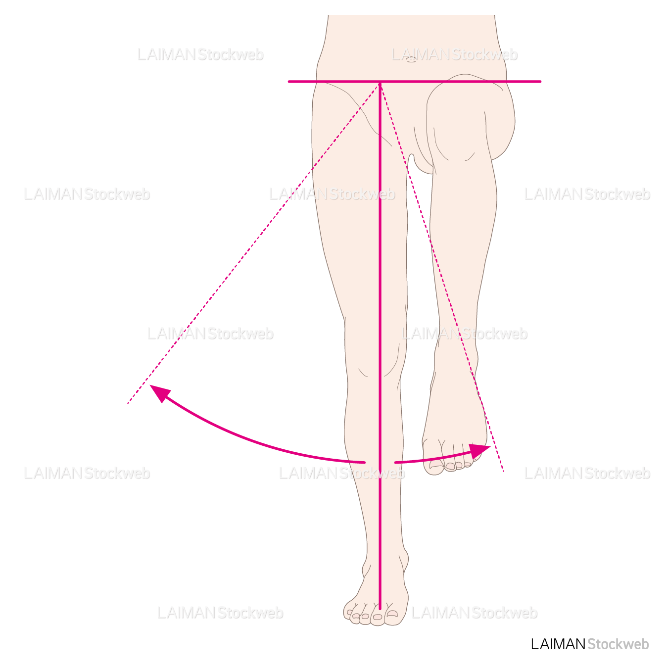 下肢（股）の外転と内転