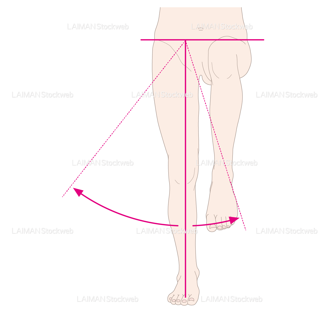 下肢（股）の外転と内転