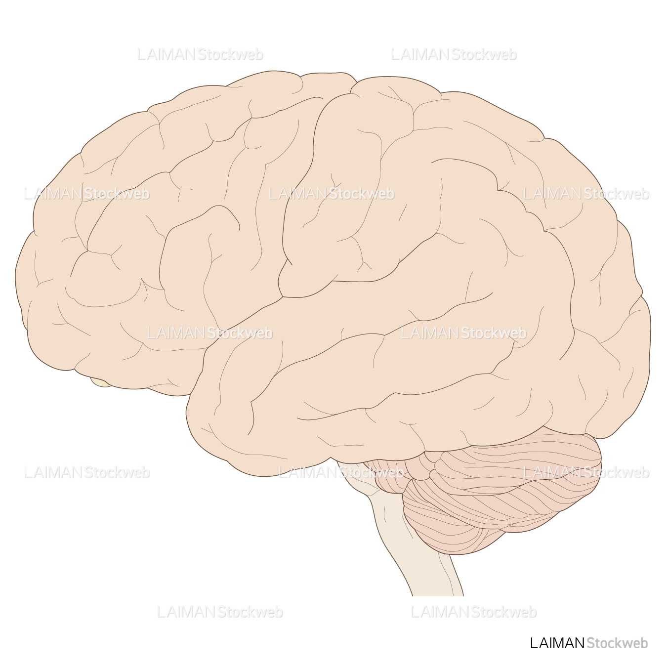 脳の外観（側面）