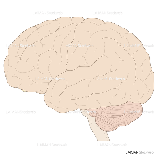 脳の外観（側面）