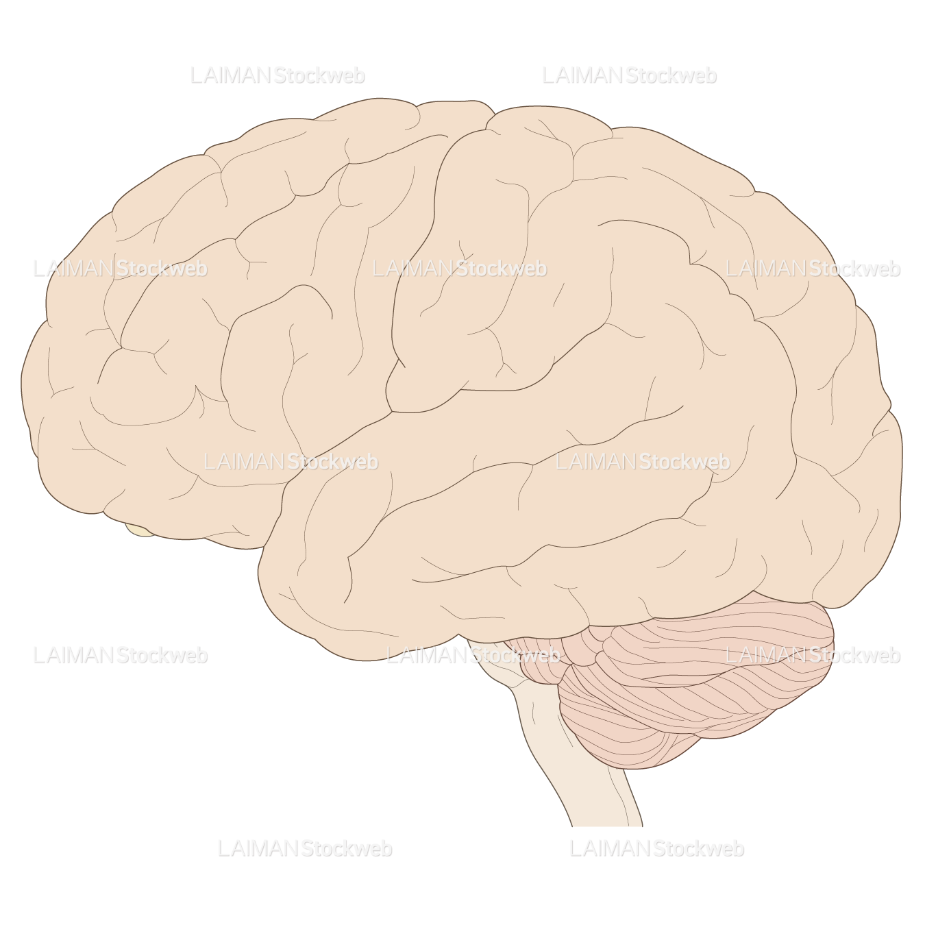 脳の外観（側面）
