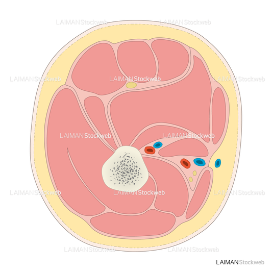 下肢の横断面（大腿）