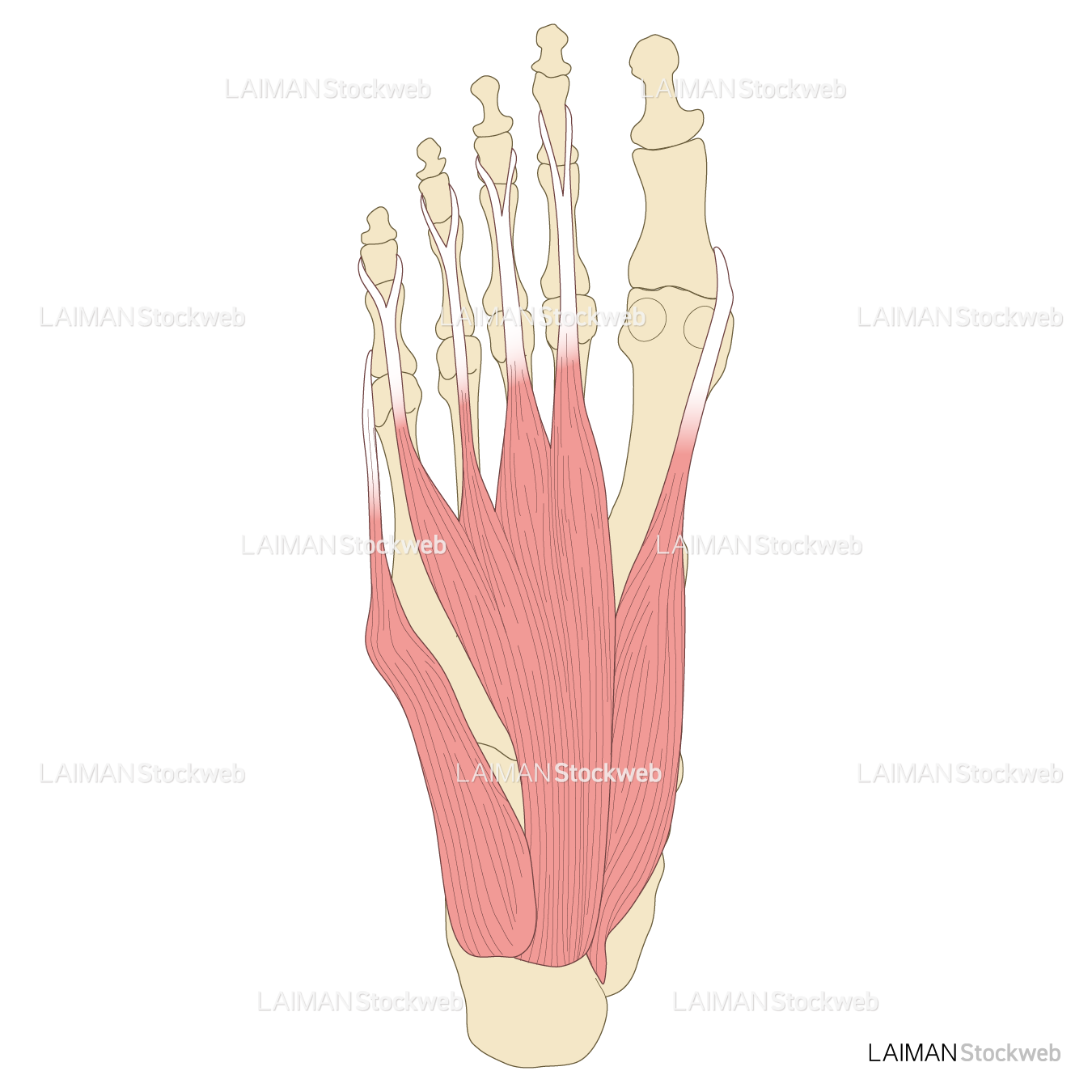 足の筋（第1層～背層）