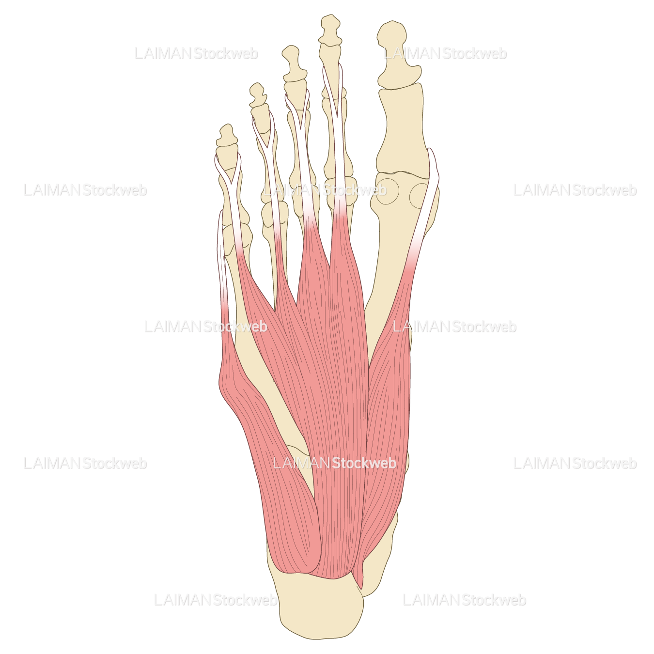 足の筋（第1層～背層）