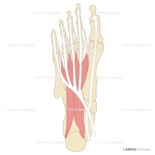 足の筋（第1層～背層）