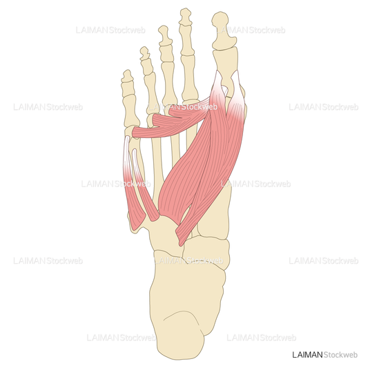 足の筋（第1層～背層）