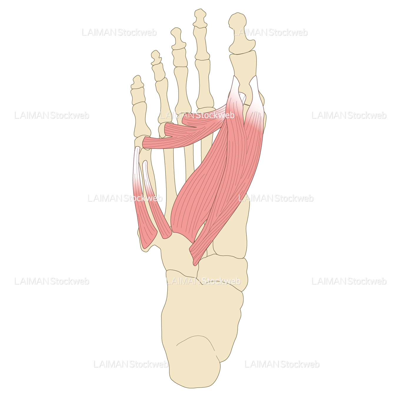 足の筋（第1層～背層）