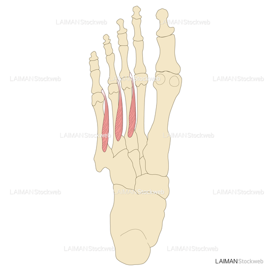 足の筋（第1層～背層）