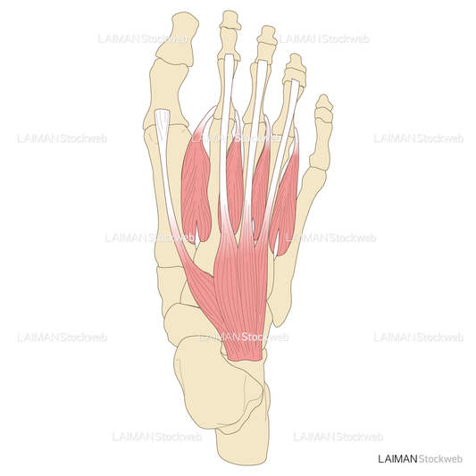 足の筋（第1層～背層）