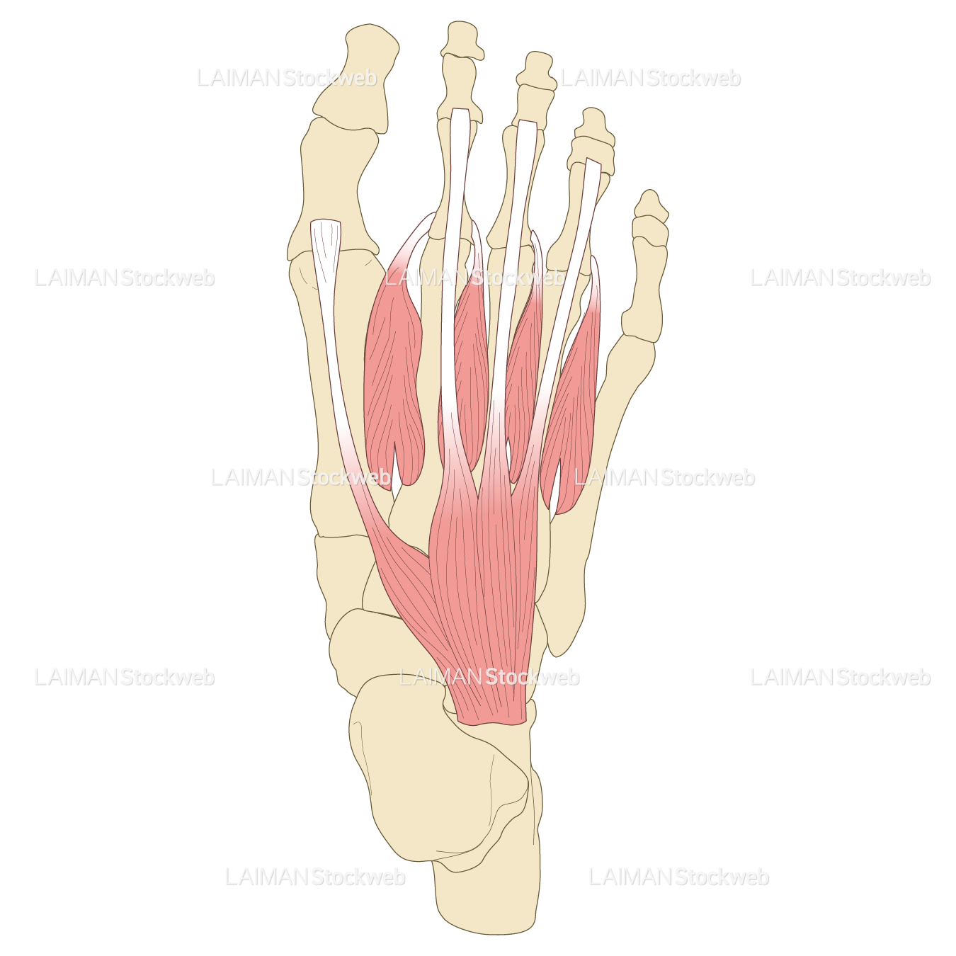 足の筋（第1層～背層）