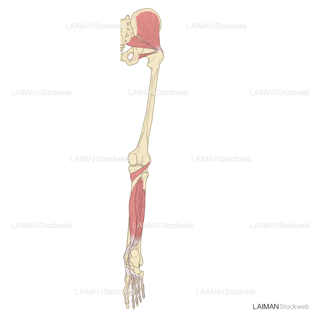 下肢の筋肉（後面・深層）