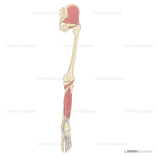下肢の筋肉（後面・深層）