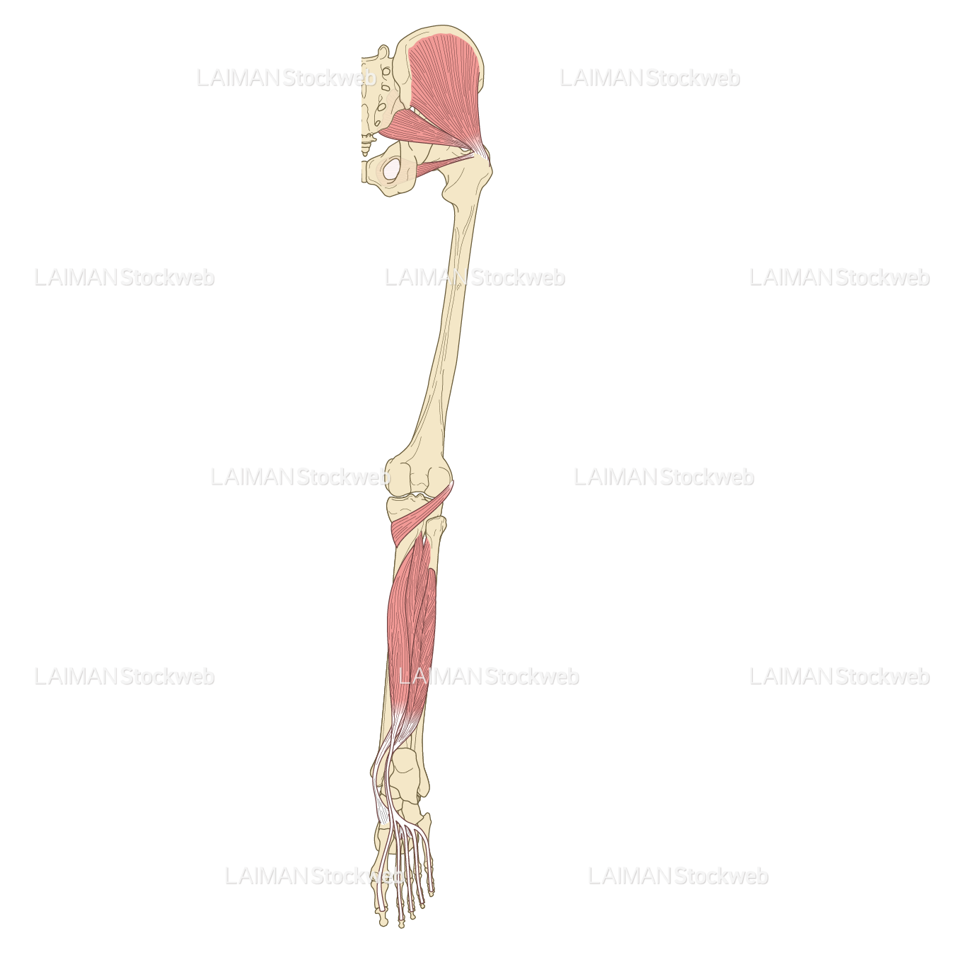 下肢の筋肉（後面・深層）