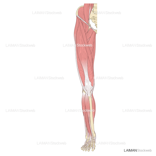 下肢の筋肉（前面・浅層）