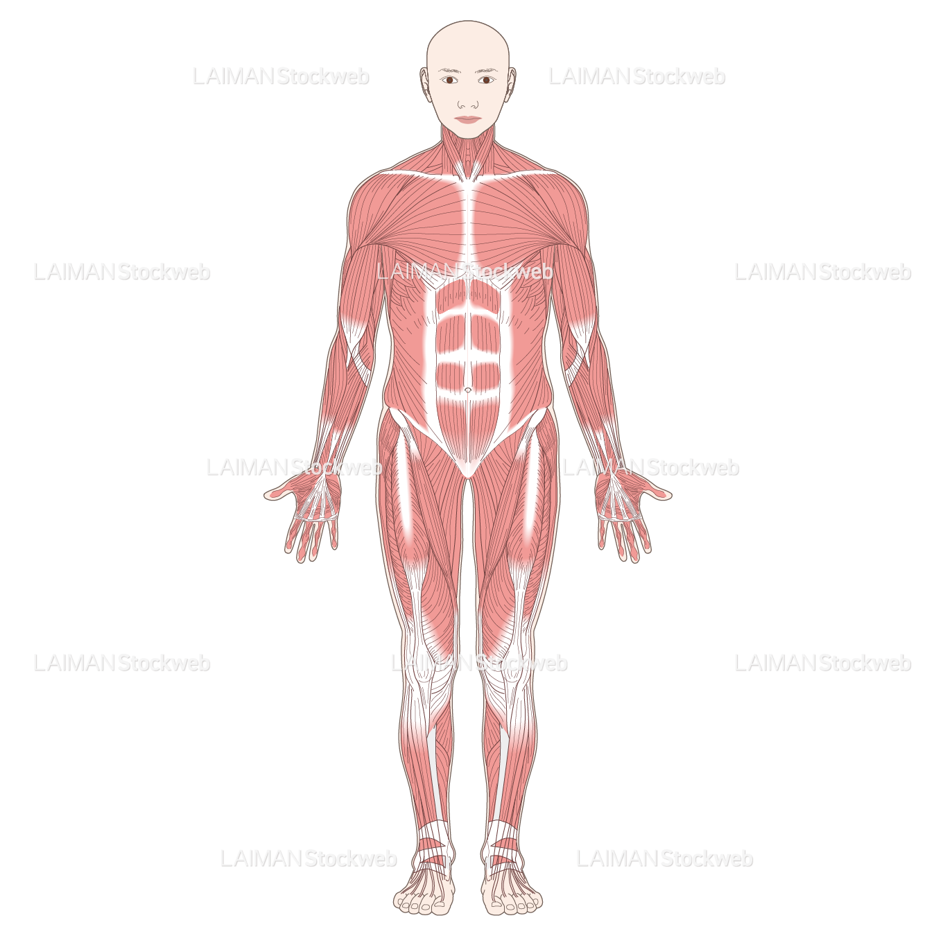 全身の主な筋肉（前面）