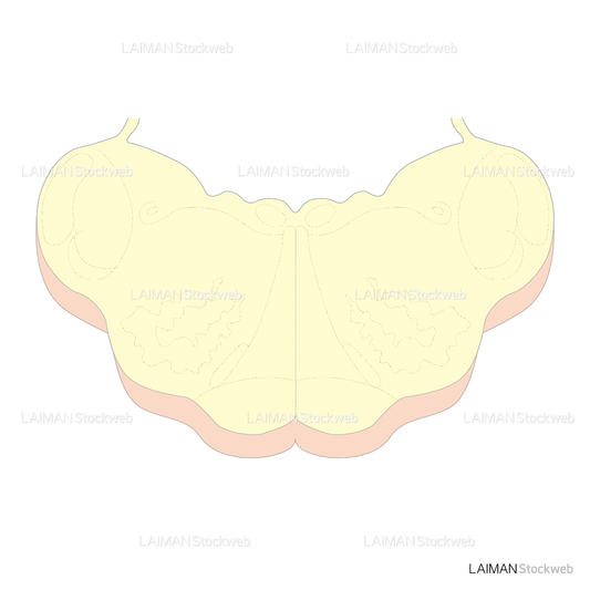 延髄の水平断面