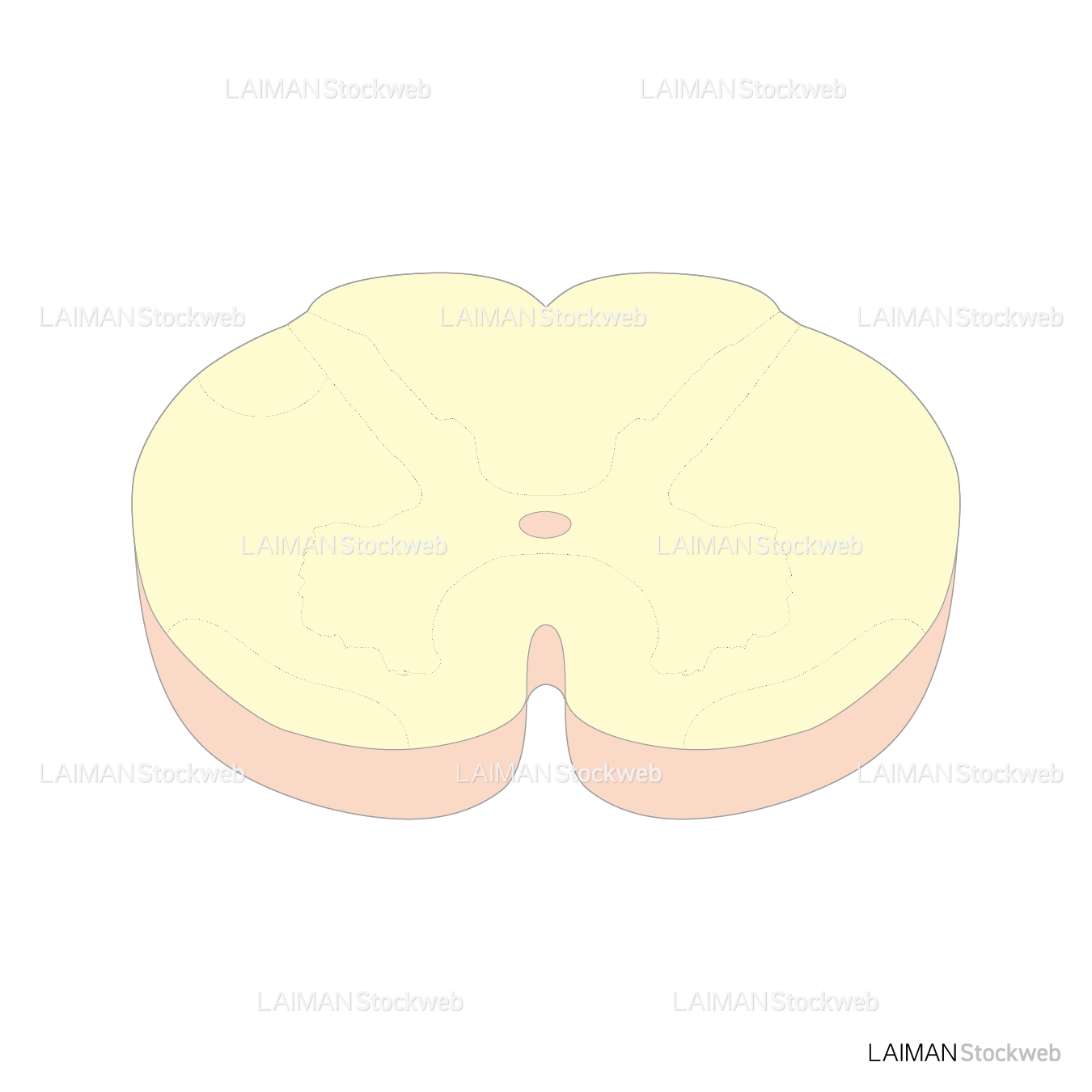 頸髄の水平断面