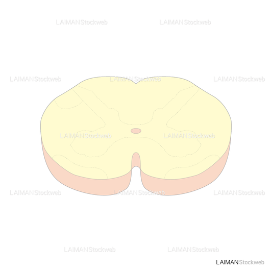 腰髄の水平断面