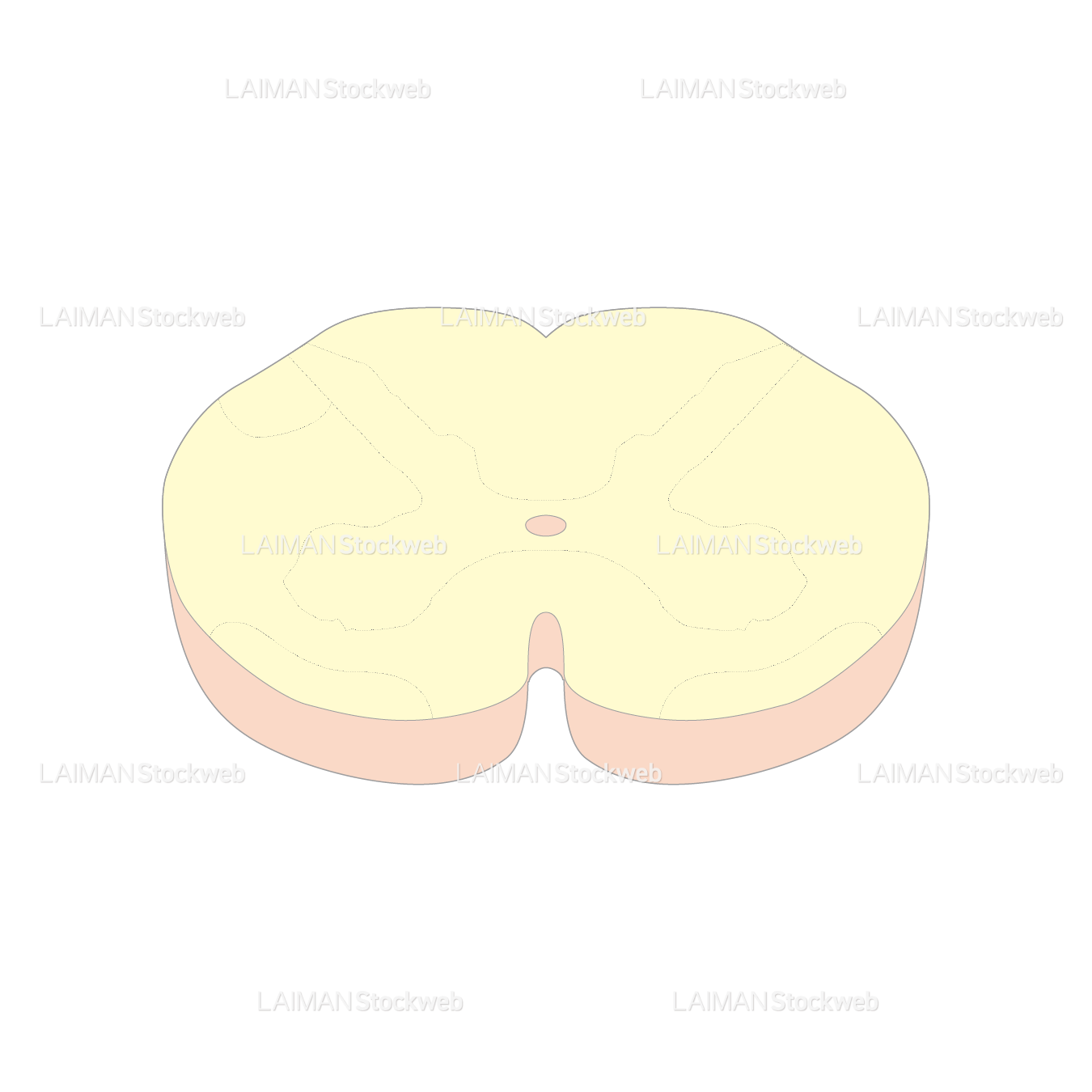 腰髄の水平断面